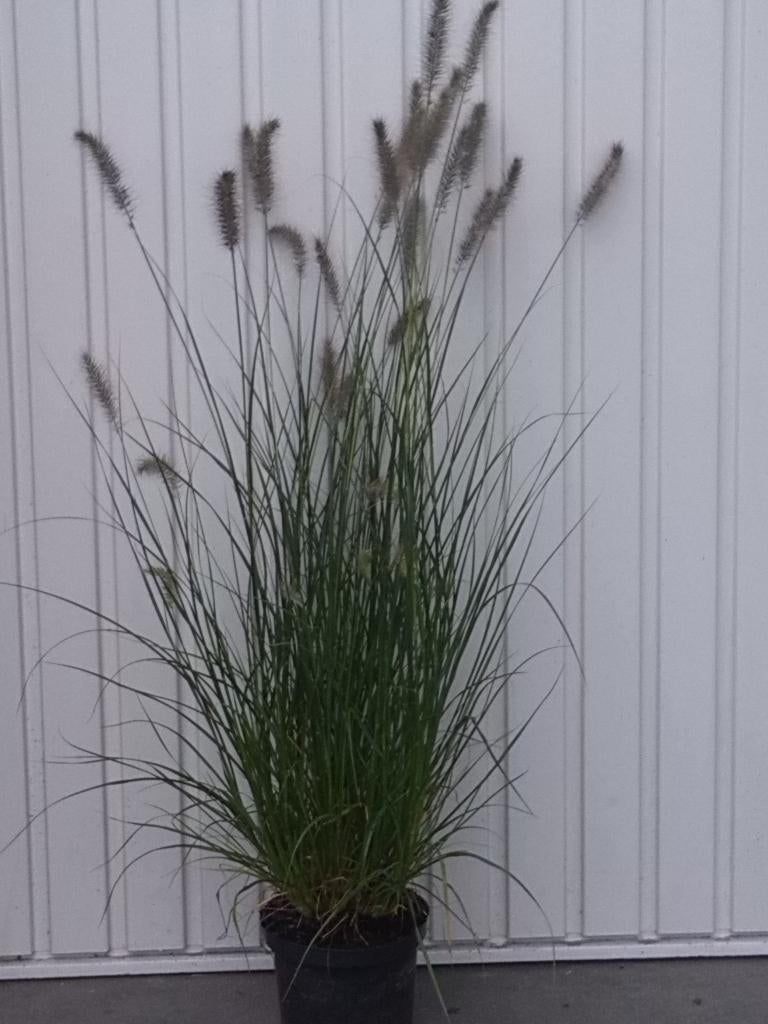 Siergras (lampenpoetser)/pennisetum alopecuroides hameln, Tuin en Terras, Planten | Tuinplanten, Vaste plant, Halfschaduw, Zomer