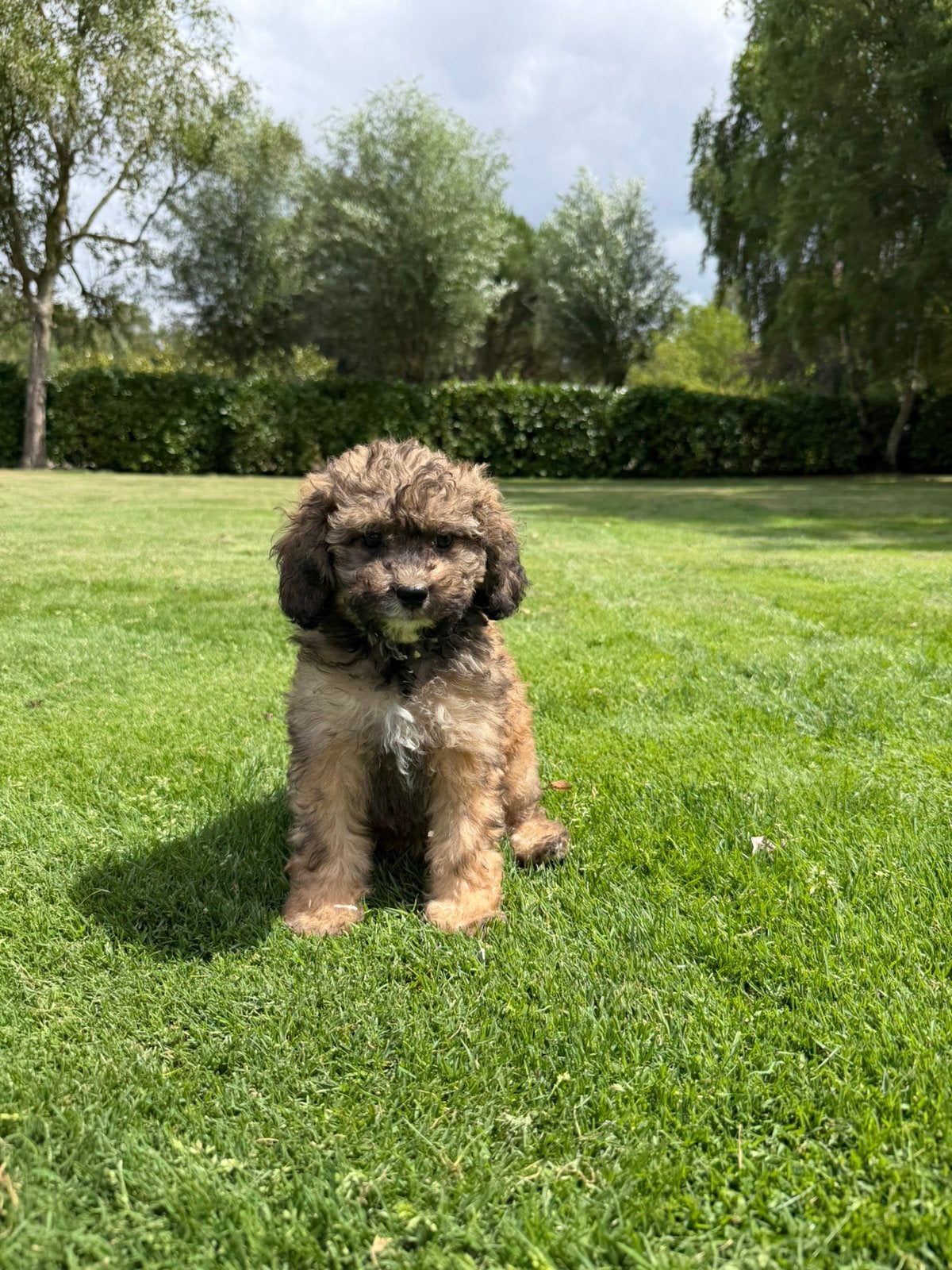 Boompoo (Boomer x Poedel) pups, Parvo, Nederland, 8 tot 15 weken, Meerdere