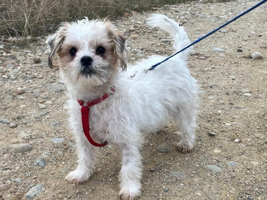 Ammi, een lief, sociaal, vrolijk en heel klein hondje, Dieren en Toebehoren, Particulier, 1 tot 2 jaar, Buitenland, Teef