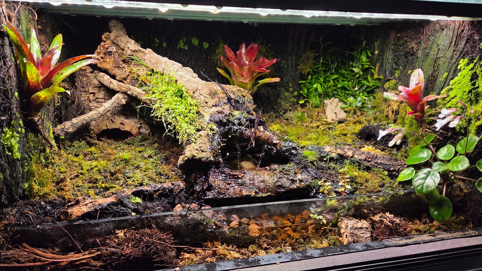 Paludarium, Dieren en Toebehoren, Ophalen of Verzenden, Zo goed als nieuw, CO₂-systeem