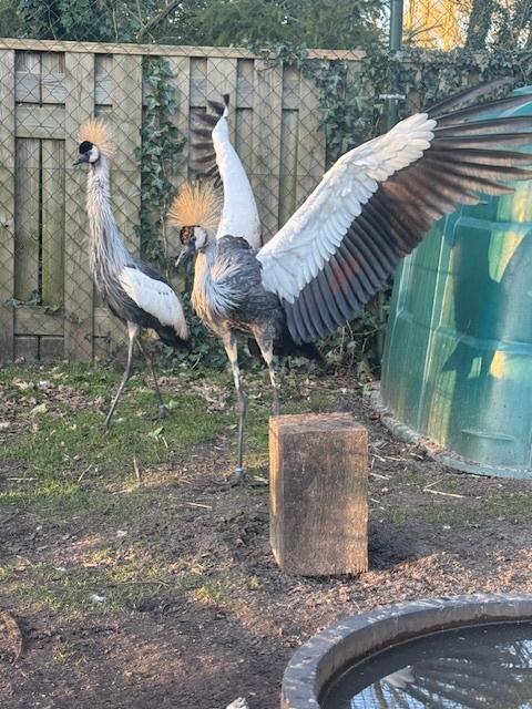 GEZOCHT  Overjarige kroonkraanvogel man, Mannelijk, Overige soorten