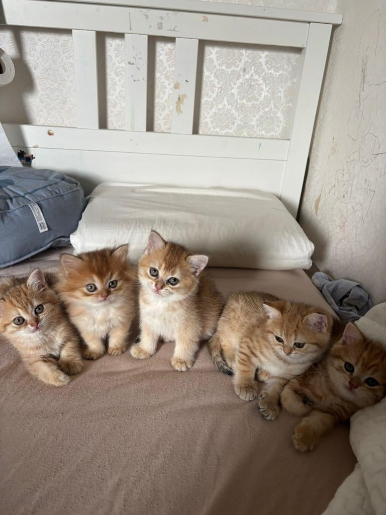 Raszuivere Britse korthaar kittens (black golden), Meerdere dieren, Ontwormd, 0 tot 2 jaar