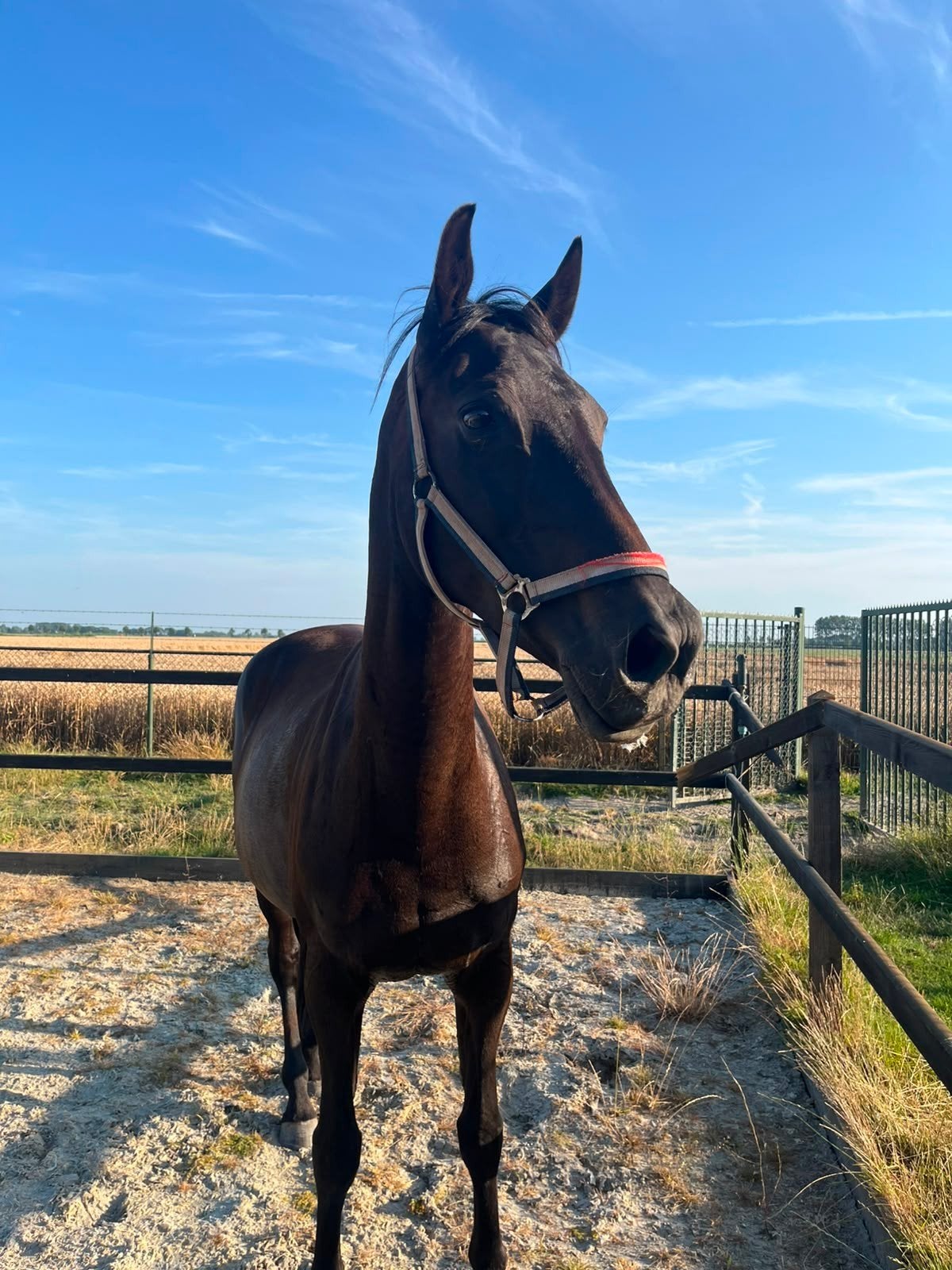 lieve recreatieve / fok  merrie te koop, Dieren en Toebehoren, Paarden, Merrie, Met stamboom, Dressuurpaard, 160 tot 165 cm