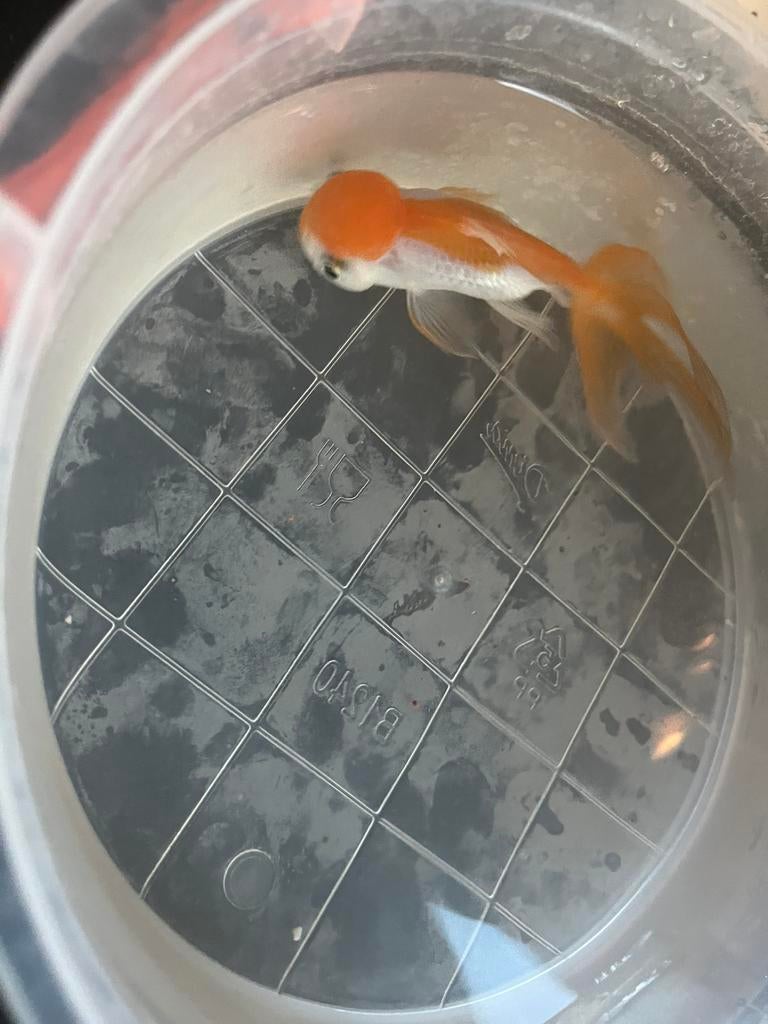 Goude vis zoekt huis, Dieren en Toebehoren, Vissen | Aquariumvissen, Vis