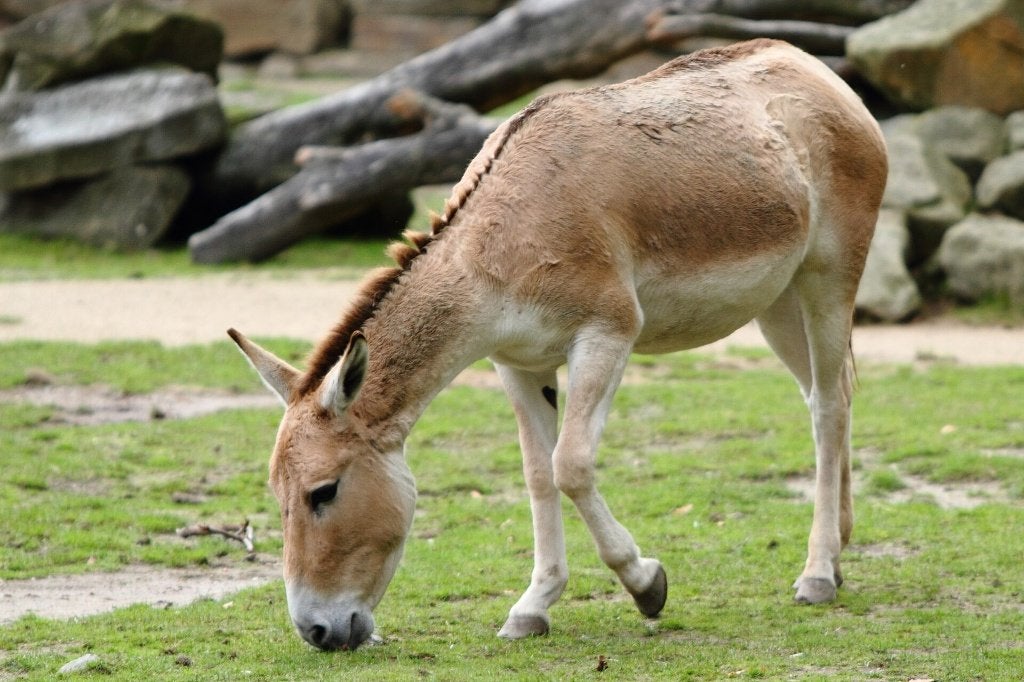 onderbeen steppepaardje, fossielen, Ophalen of Verzenden, Fossiel