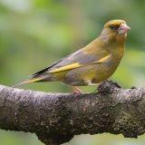Gezocht koppel groenlingen, Dieren en Toebehoren, Vogels | Overige Vogels, Meerdere dieren