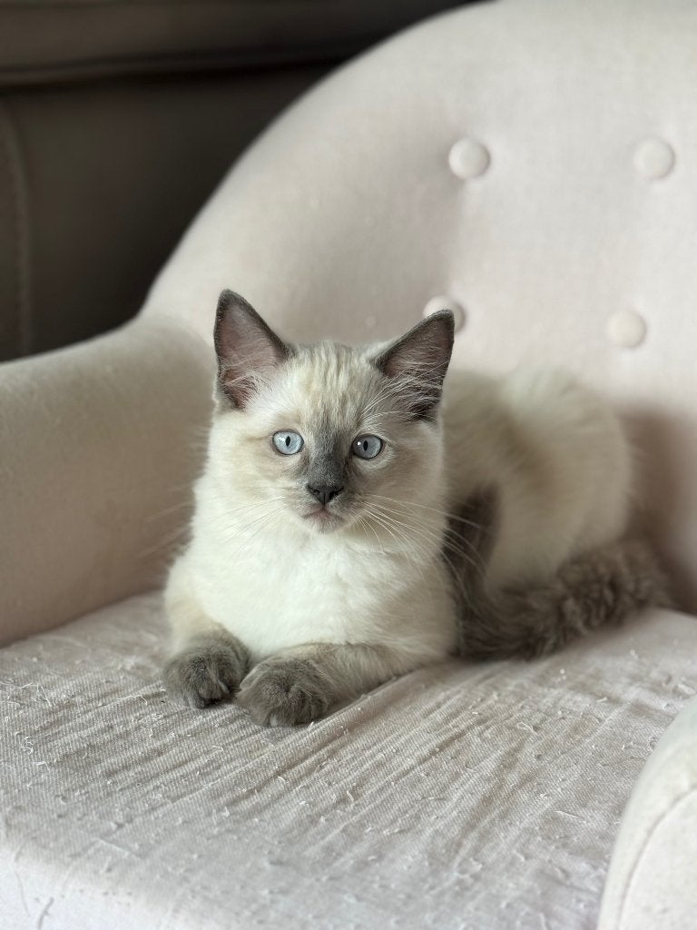 Ragdoll, Dieren en Toebehoren, Meerdere dieren, Gechipt