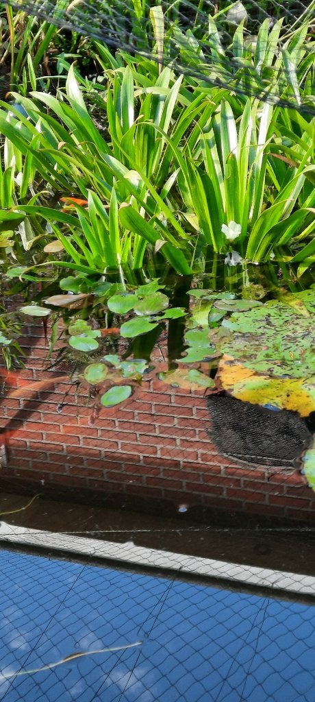 Krabbescheren, Dieren en Toebehoren, Overige soorten