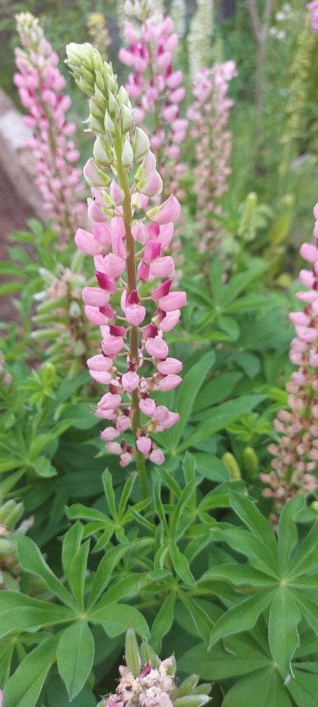 Lupine roze mix, Ophalen of Verzenden, Voorjaar, Volle zon, Zaad