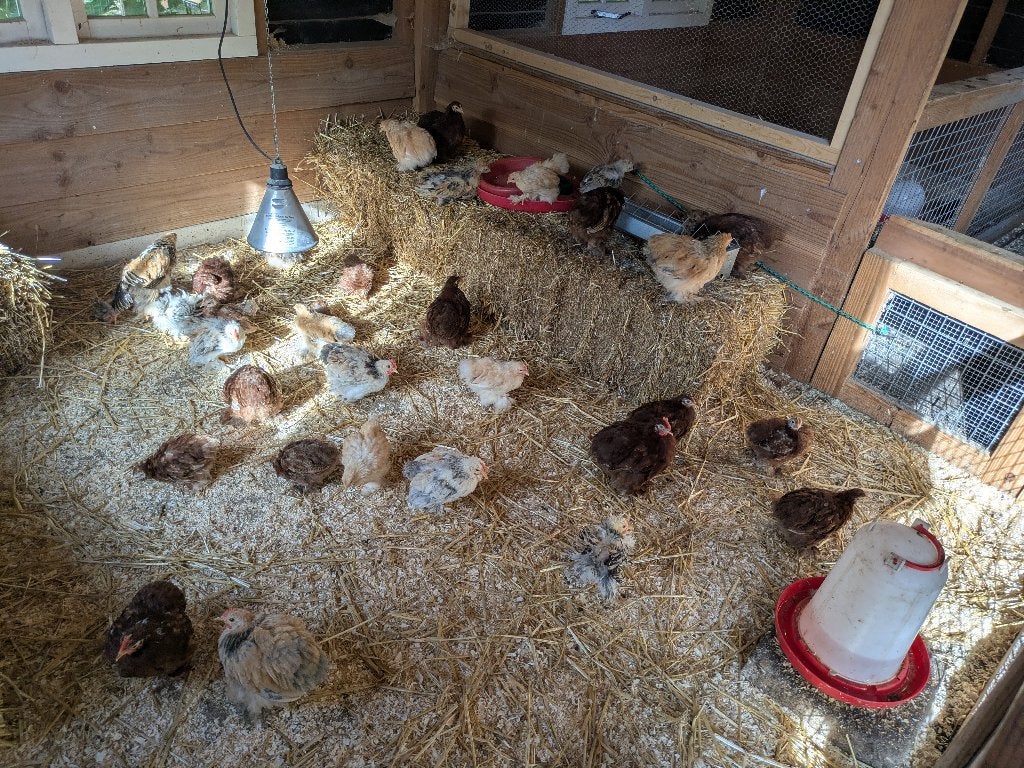 Meerdere cochins haantjes, Mannelijk, Kip