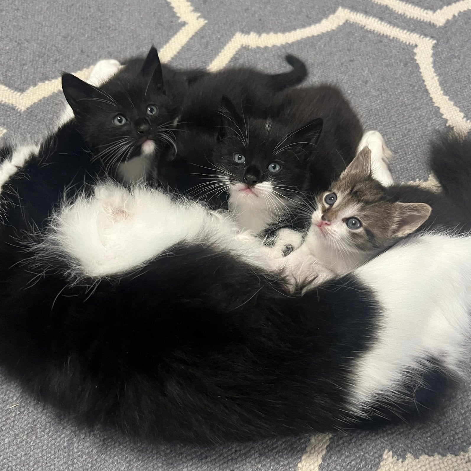 Lang harige en heel schattige kittens, Dieren en Toebehoren, Meerdere dieren, Langharig, 0 tot 2 jaar
