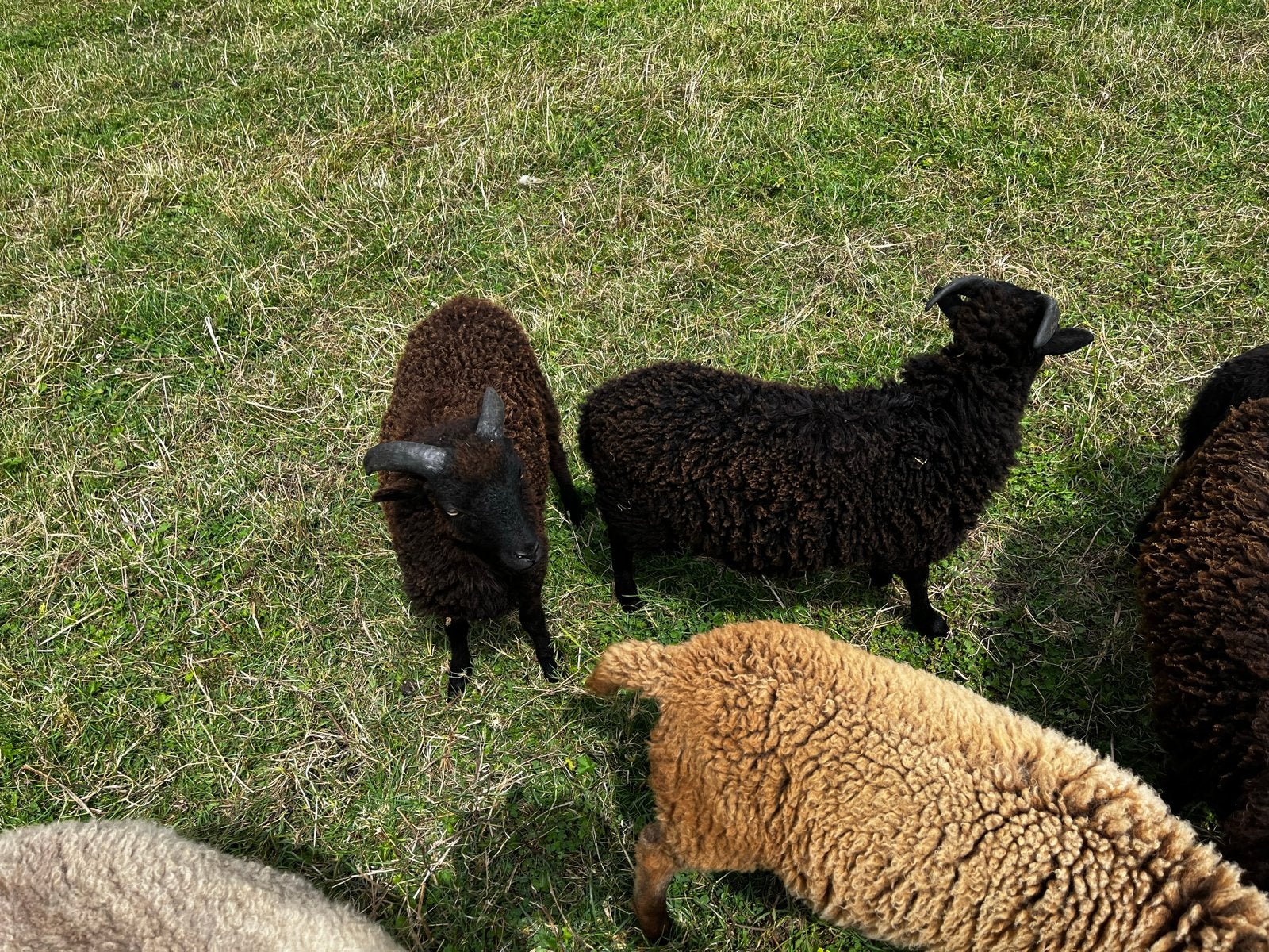 Quassant rammen, Dieren en Toebehoren, Schapen, Geiten en Varkens, Mannelijk, Schaap