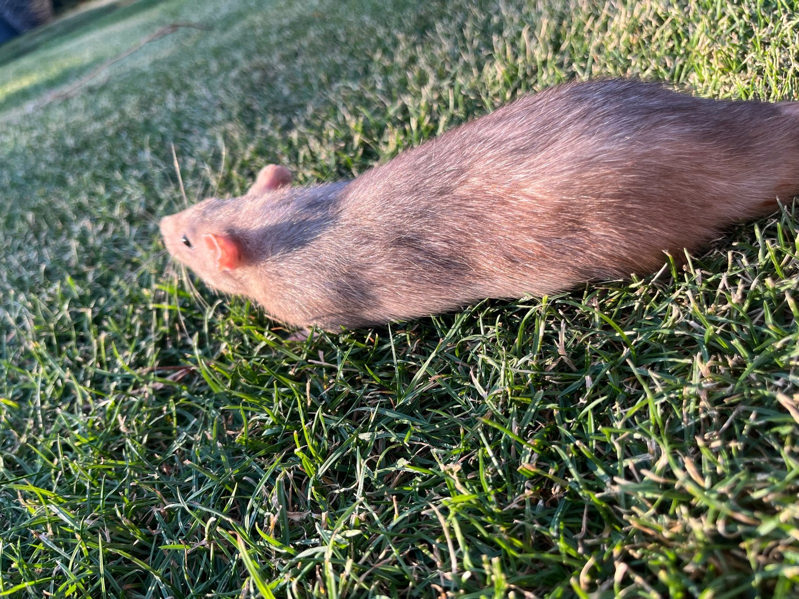 4 tamme ratten, Dieren en Toebehoren, Knaagdieren, Rat, Januari, Meerdere dieren, Tam