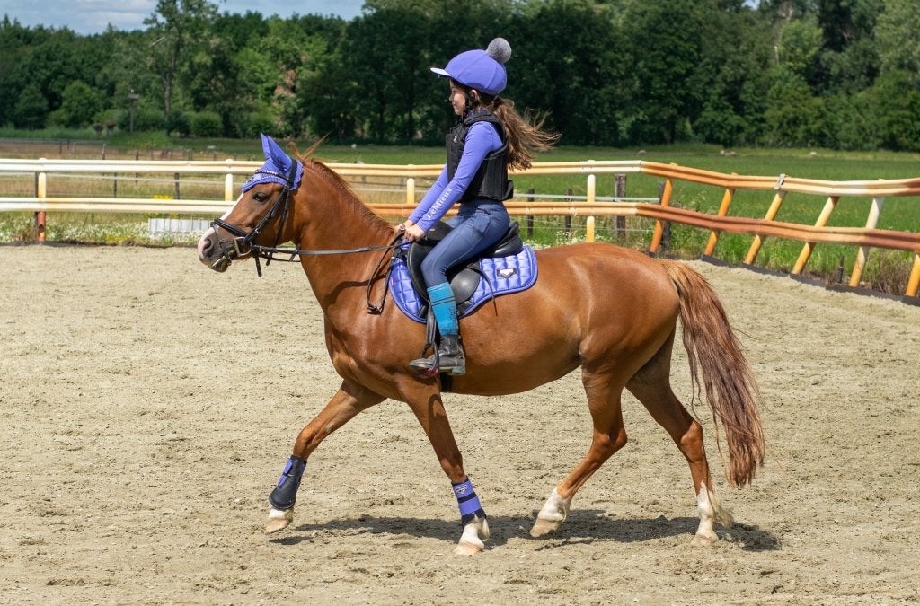 Superbrave New Forest grote C pony/ kinderpony, Dieren en Toebehoren, Pony's, Merrie, Met stamboom, Niet van toepassing, Springpony