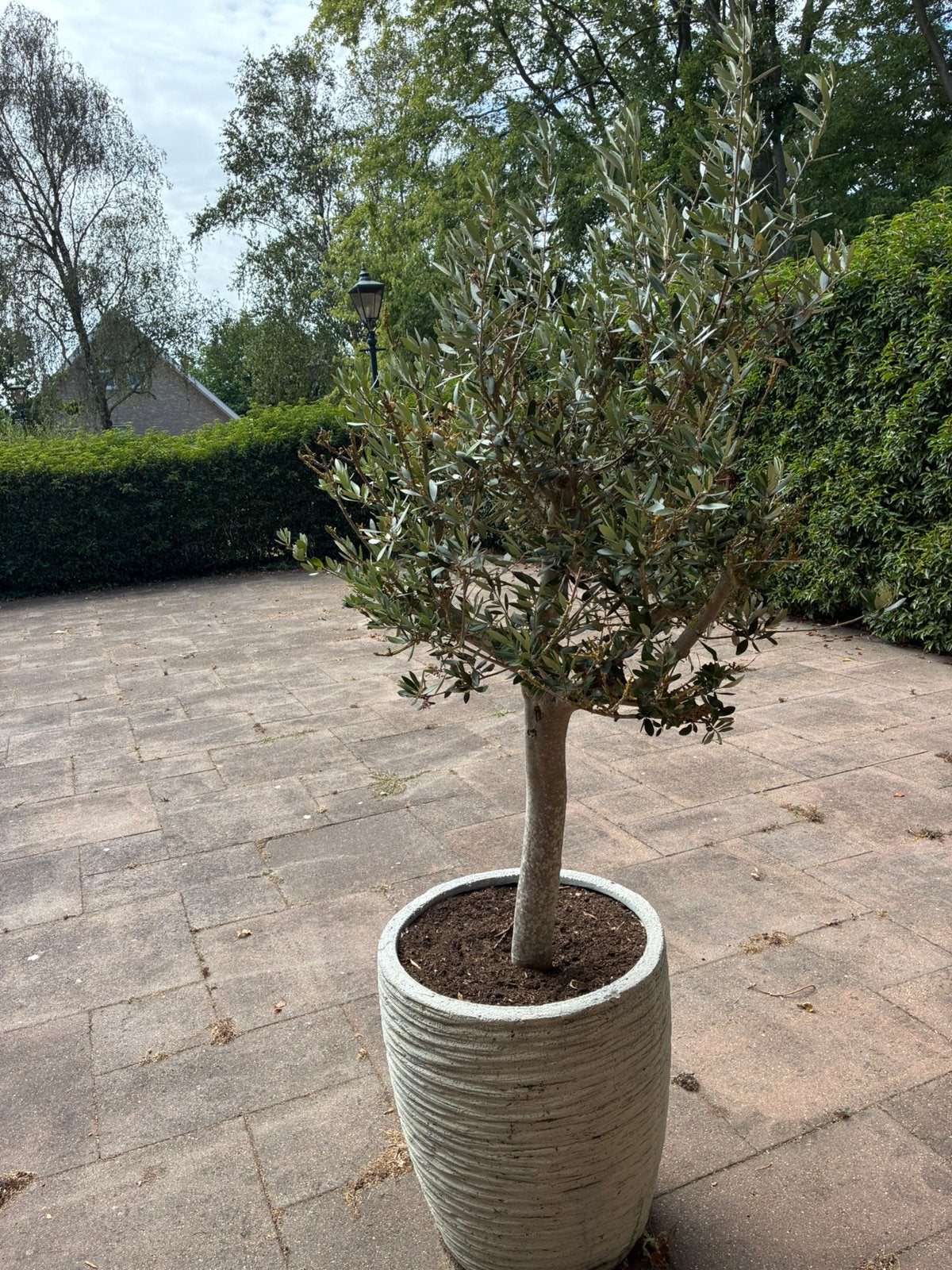 Olijfboom met pot, Bloeit niet, 100 tot 250 cm, Olijfboom, Ophalen