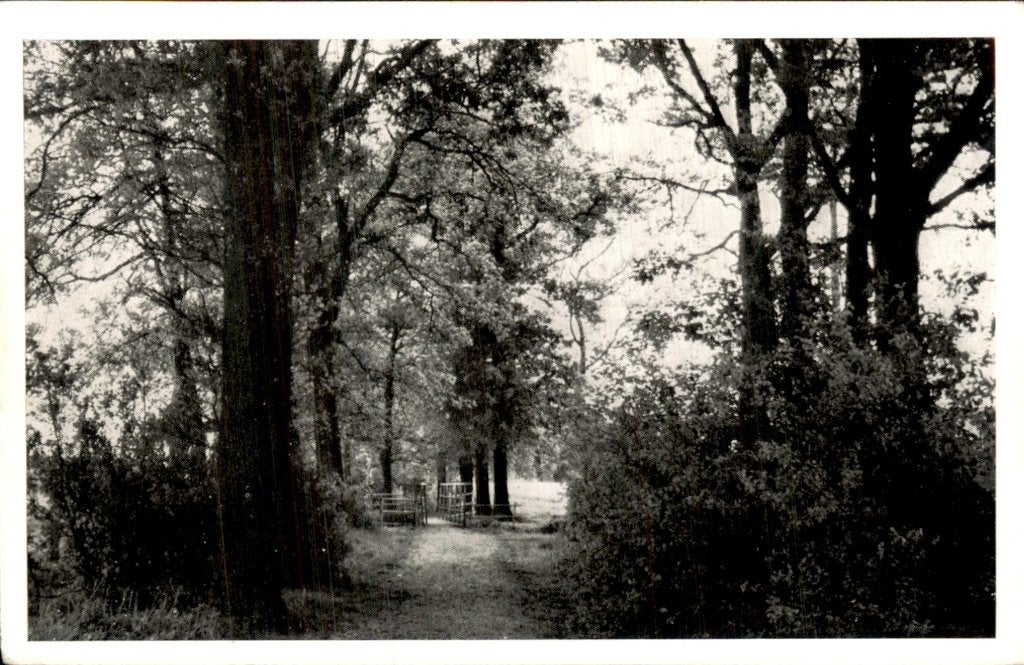 Aalten - Nannielaantje - Laan, Ophalen of Verzenden, 1940 tot 1960, Ongelopen, Gelderland