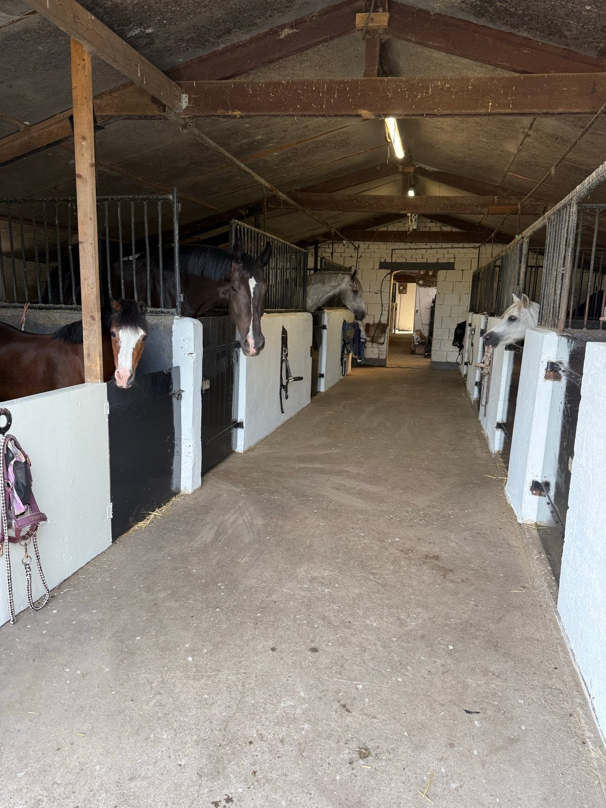Stal vrij | Kleinschalige pensionstal Rhenen, Stalling, 2 of 3 paarden of pony's