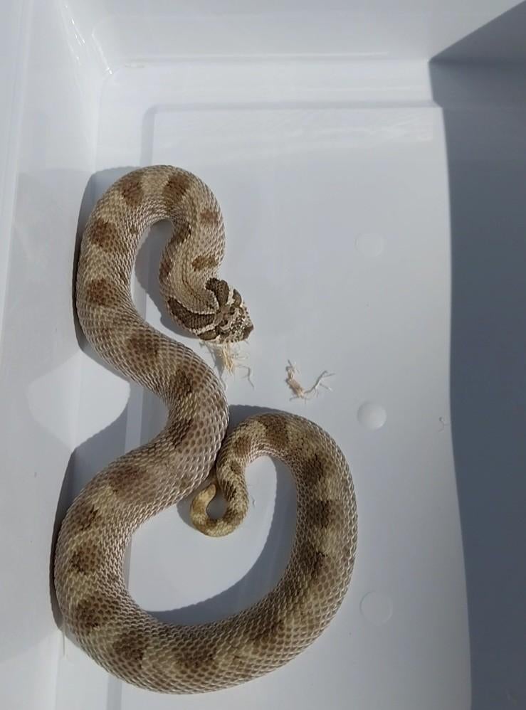 1.0 Heterodon nasicus (2023), Dieren en Toebehoren, Slang, 3 tot 6 jaar