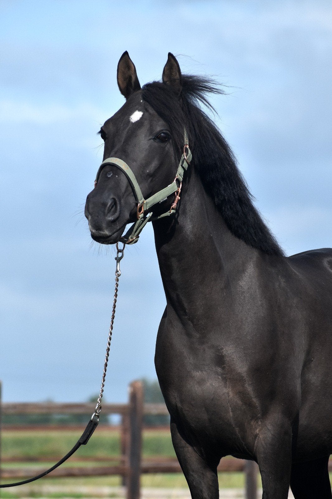 Mooie "smockey  black"  D pony