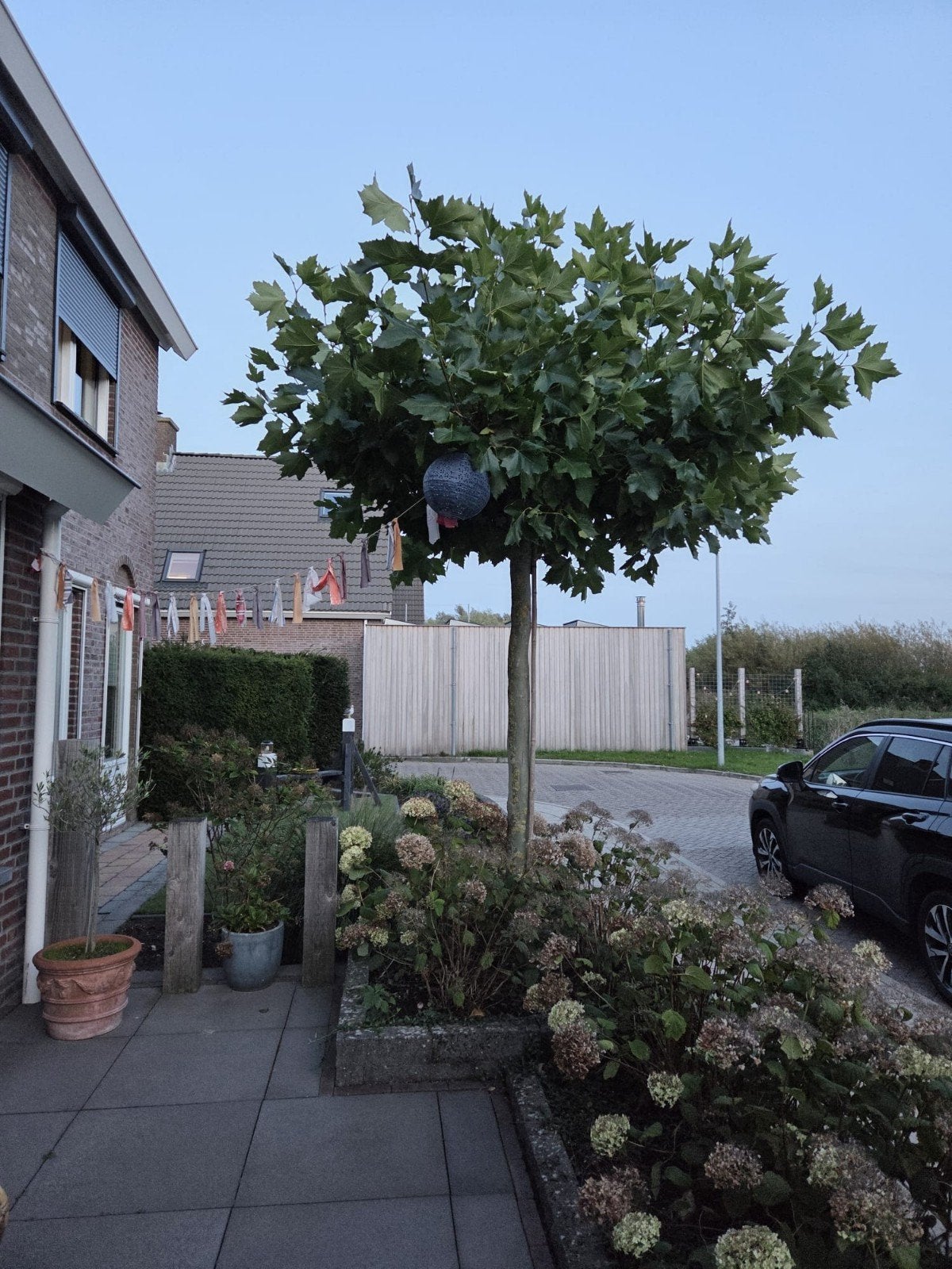 Plataan in dakvorm, Ophalen, Volle zon, Dakboom