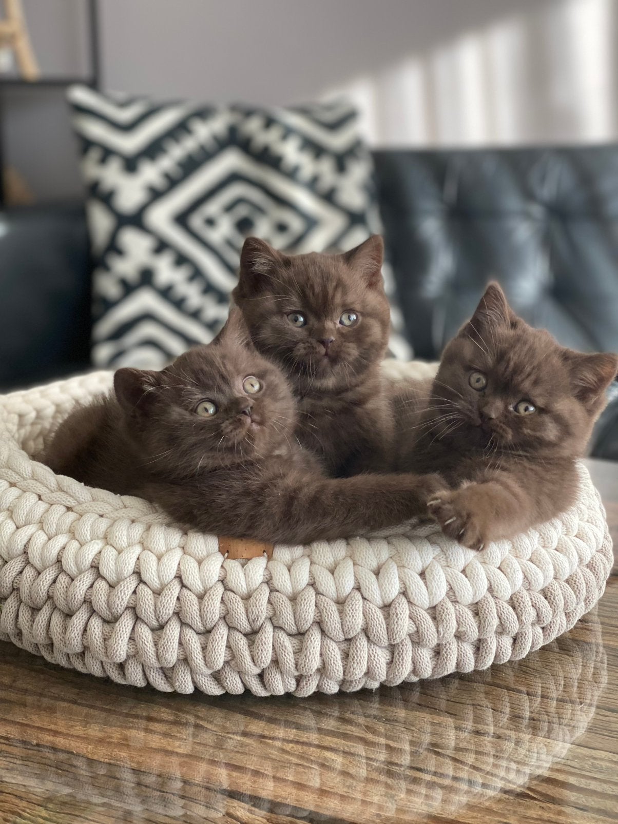 Britse korthaar kittens chocolade bruin, Kater, Ontwormd, 0 tot 2 jaar