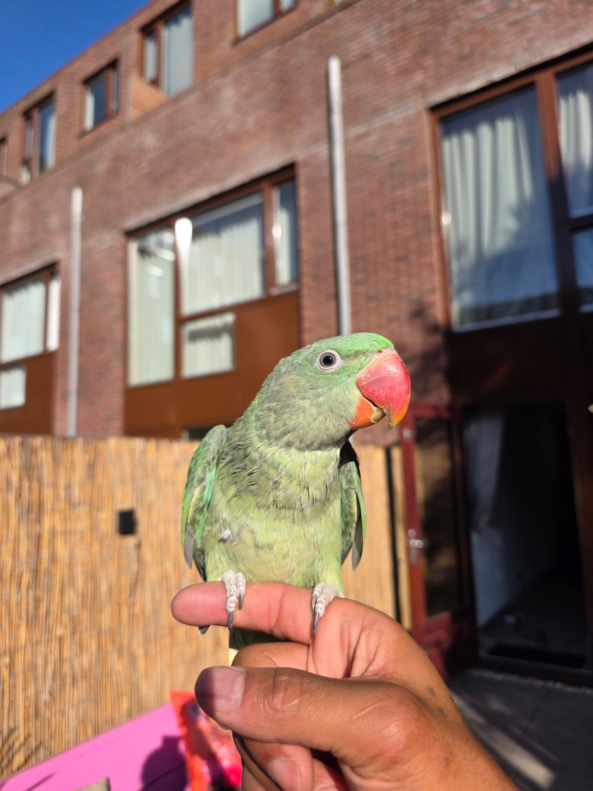 alaxander parkiet, Dieren en Toebehoren, Vogels | Parkieten en Papegaaien