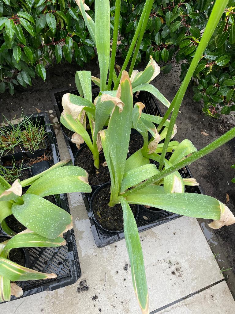 Planten, Ophalen, Vaste plant, Overige soorten, Volle zon