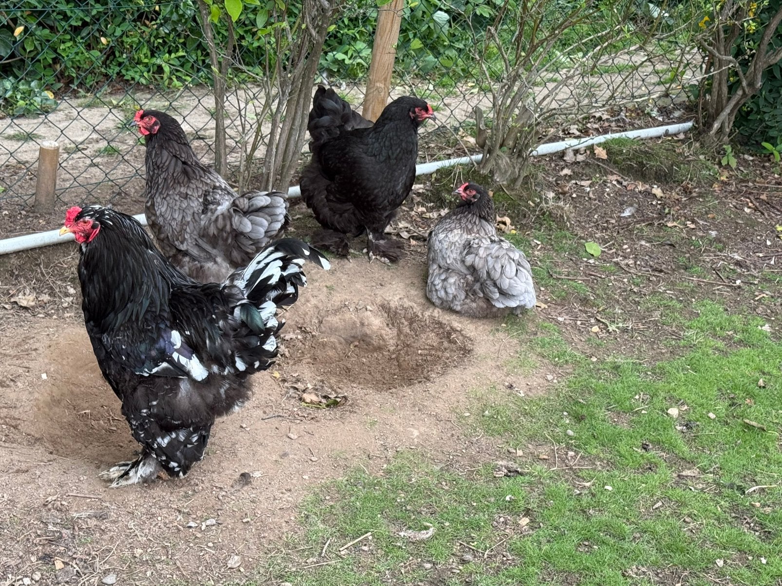 Raszuivere brahma broedeieren, Dieren en Toebehoren, Pluimvee, Geslacht onbekend, Kip