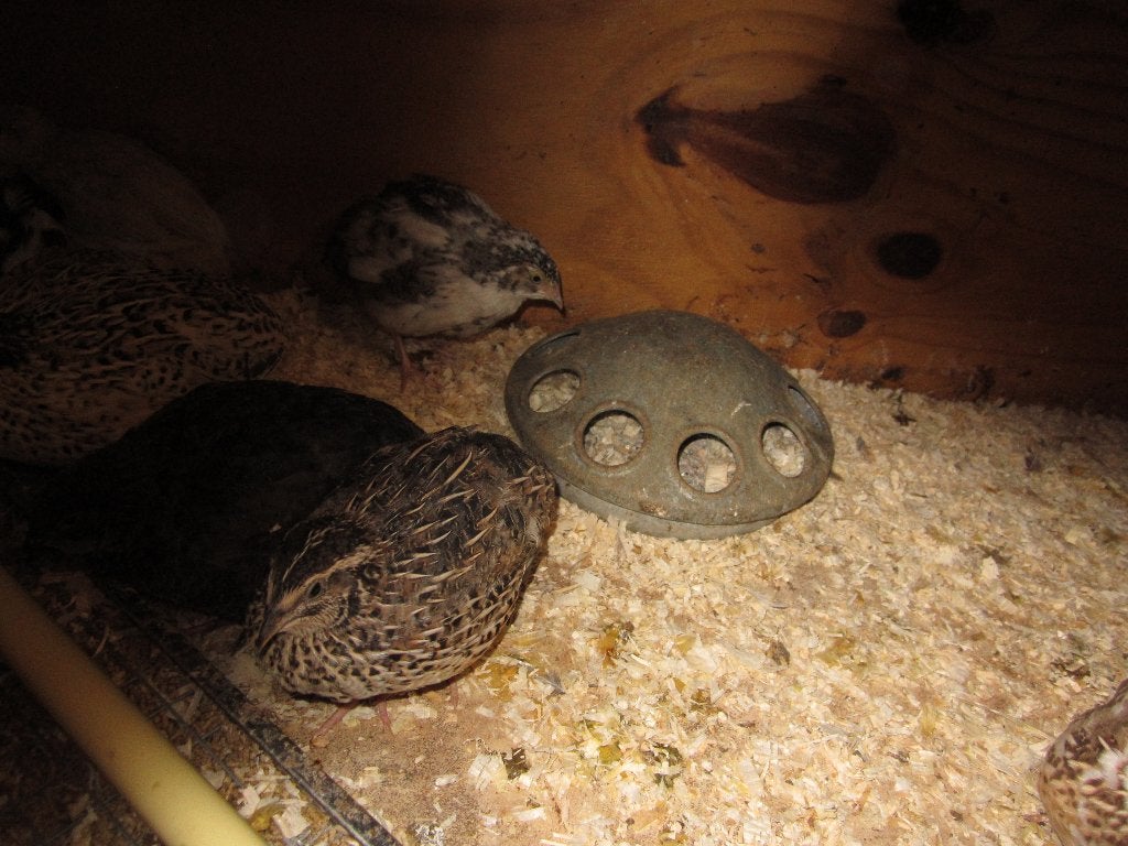 Te Koop Japanse Kwartels ( Jumbo ), Dieren en Toebehoren, Vogels | Overige Vogels, Meerdere dieren, Tropenvogel, Tam