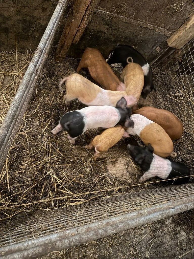 Hussumer biggen 21-8 geboren €.100,- incl. BTW, Dieren en Toebehoren, Meerdere dieren, Varken, 0 tot 2 jaar