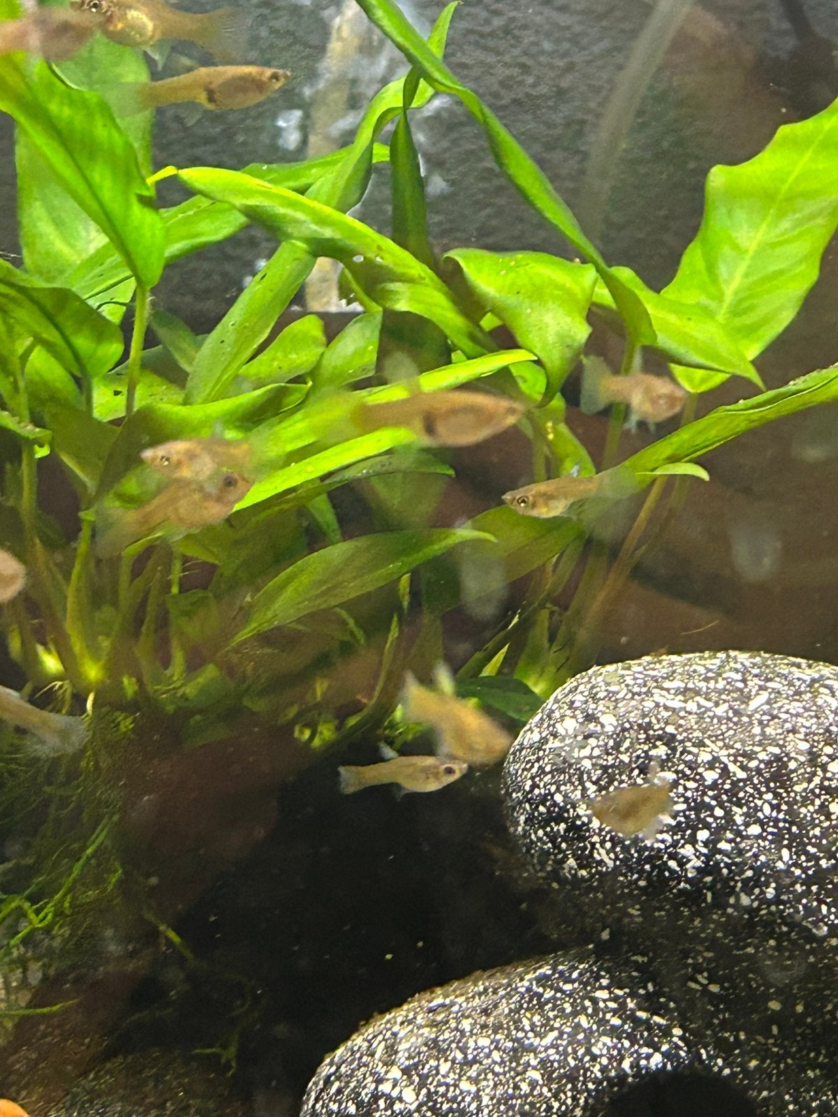 Guppen €0,50, Dieren en Toebehoren, Vissen | Aquariumvissen, Vis