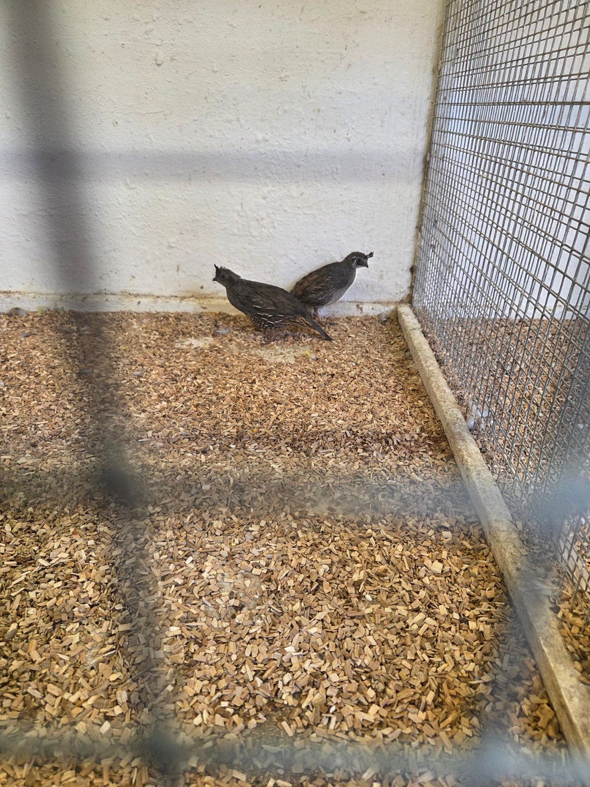 carliforniche kuif kwartels, Dieren en Toebehoren, Meerdere dieren