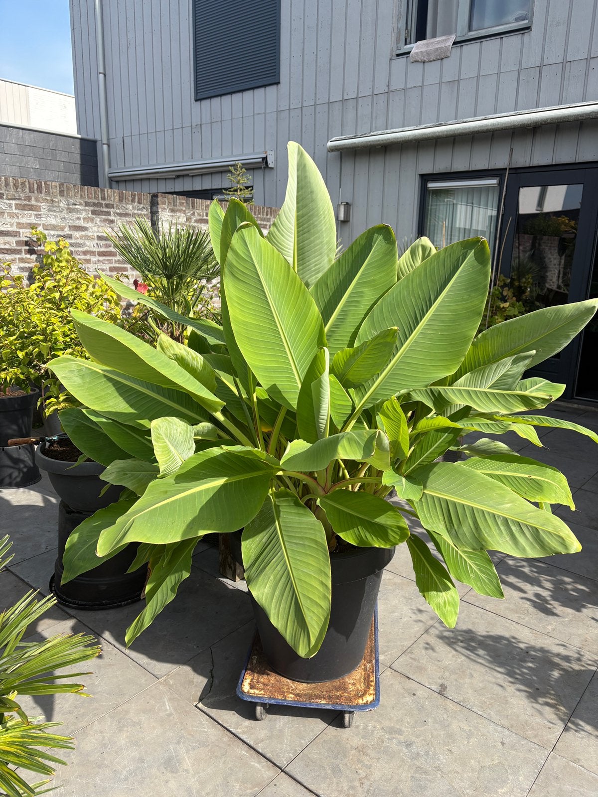 Mega grote en forse musella lasiocarpa banaan in luxe pot!!, Ophalen, Overige soorten, In pot, Halfschaduw
