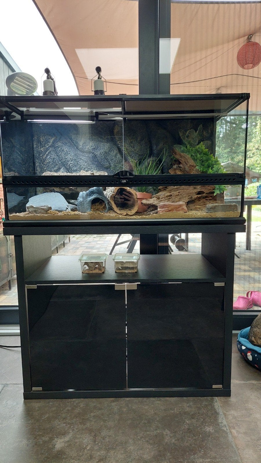 Luipaardgekko met terrarium Leopard Gecko photo 8