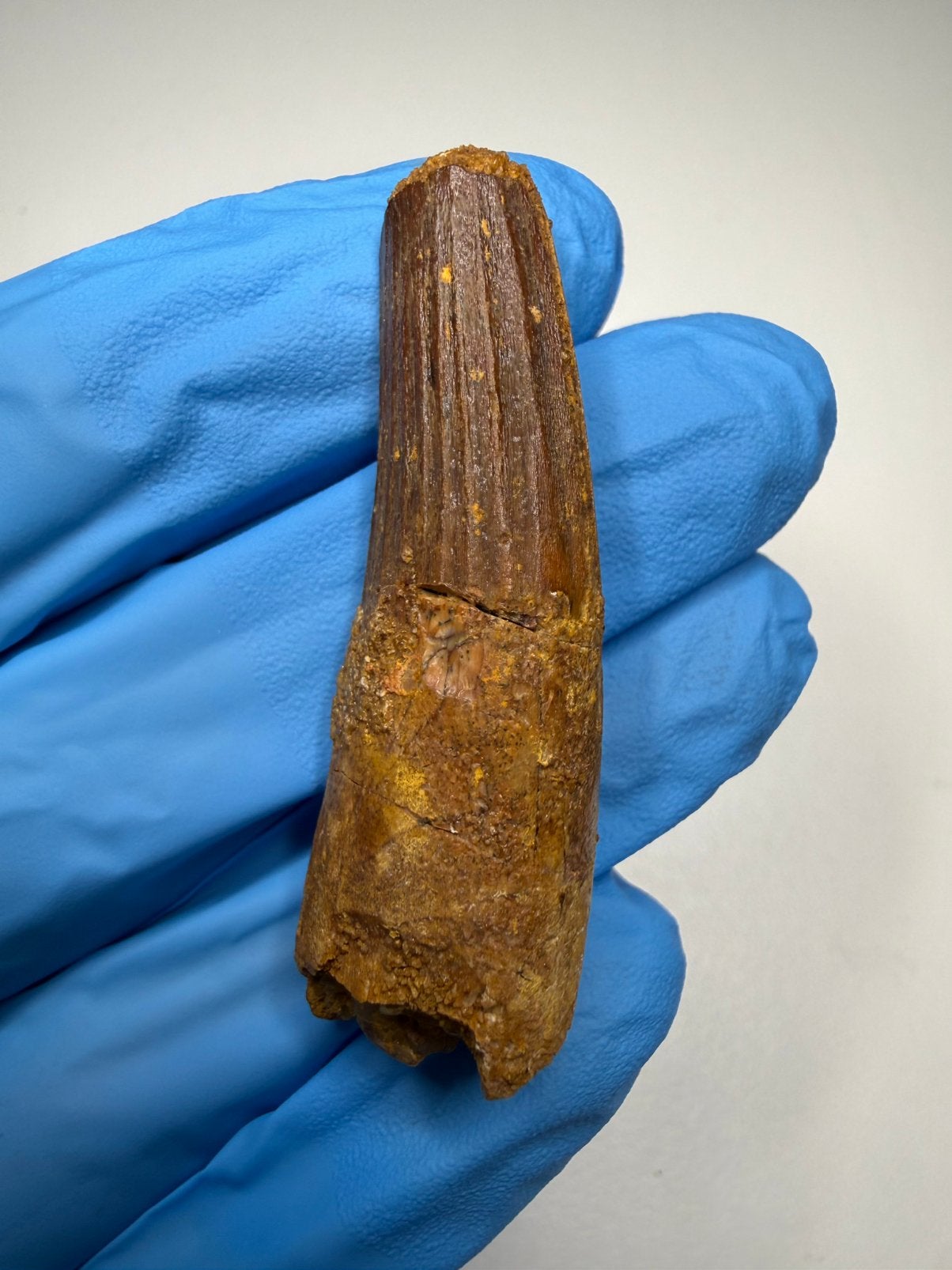 Spinosaurus tand, Ophalen of Verzenden, Fossiel