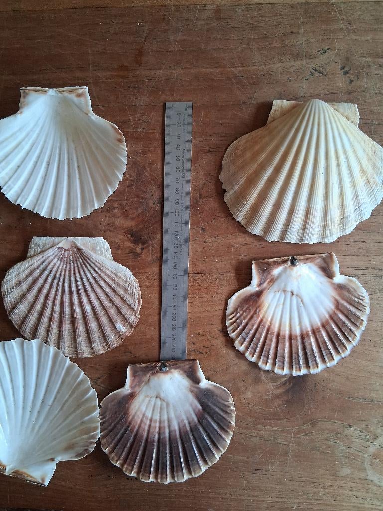 Voorraad SOUVENIRSWINKEL/Schelpen/Porselein/Glazen beeldjes, Verzamelen, Ophalen, Schelp(en)