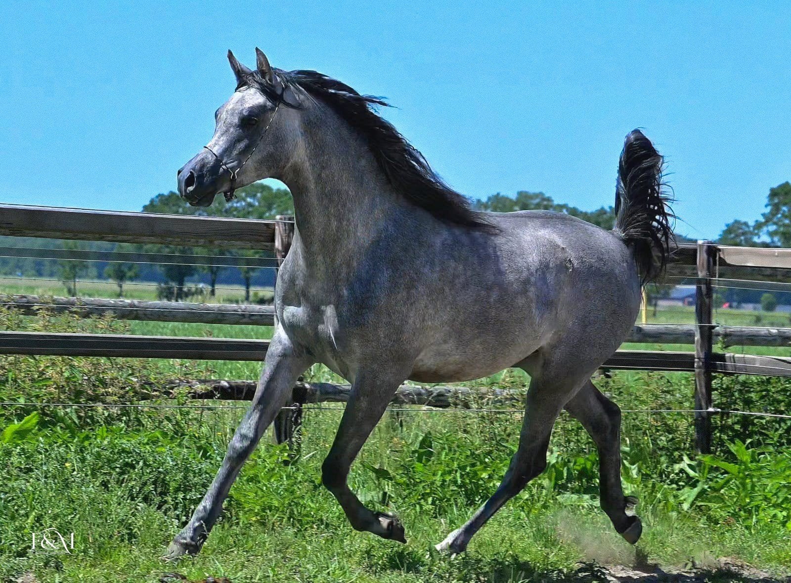 Palomino Quarab merrie en Arabisch Volbloed hengst te koop., Meerdere dieren, Niet van toepassing, Dressuurpaard, Met stamboom
