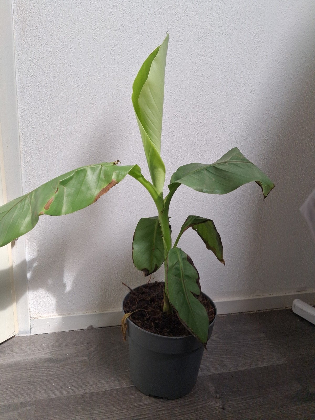 Musa basjoo - Japanse vezelbanaan, Ophalen, Vaste plant, Overige soorten