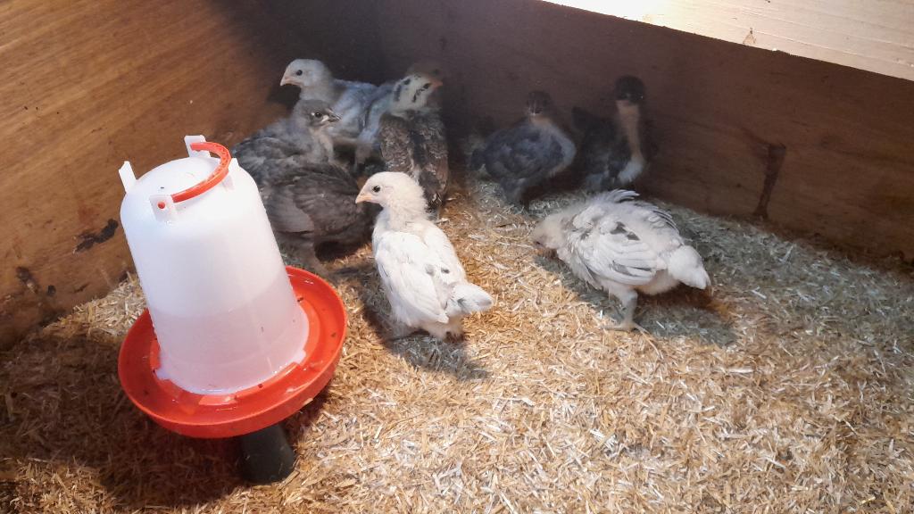 Australorp kuikens, Dieren en Toebehoren, Pluimvee, Meerdere dieren, Kip