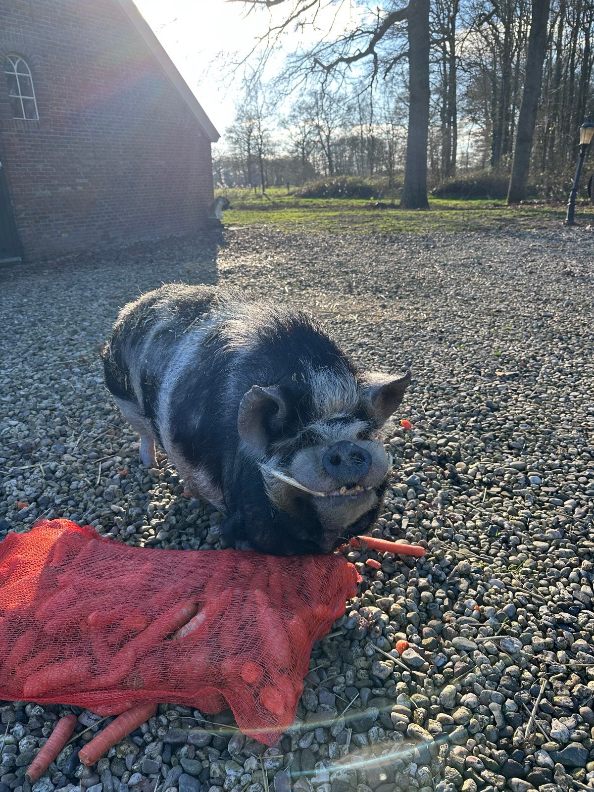 Wij zoeken een nieuw huisje! Omgeving Bathmen, Dieren en Toebehoren