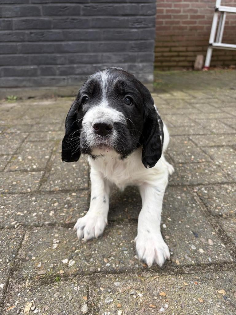 2 prachtige pups voor €350 per pup van goed bejaagde ouders, Dieren en Toebehoren, 8 tot 15 weken, Meerdere, Meerdere dieren, Nederland