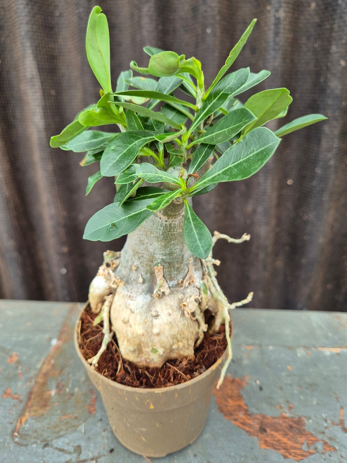 Adenium Baobab p11 (8), Ophalen of Verzenden, Halfschaduw, Minder dan 100 cm