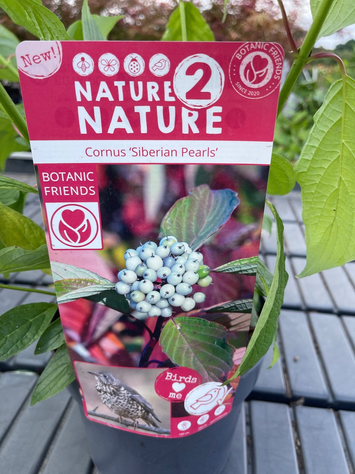 Cornus 'Siberian Pearls' - Decoratieve Kornoelje, Volle zon, Vaste plant, Lente, Ophalen