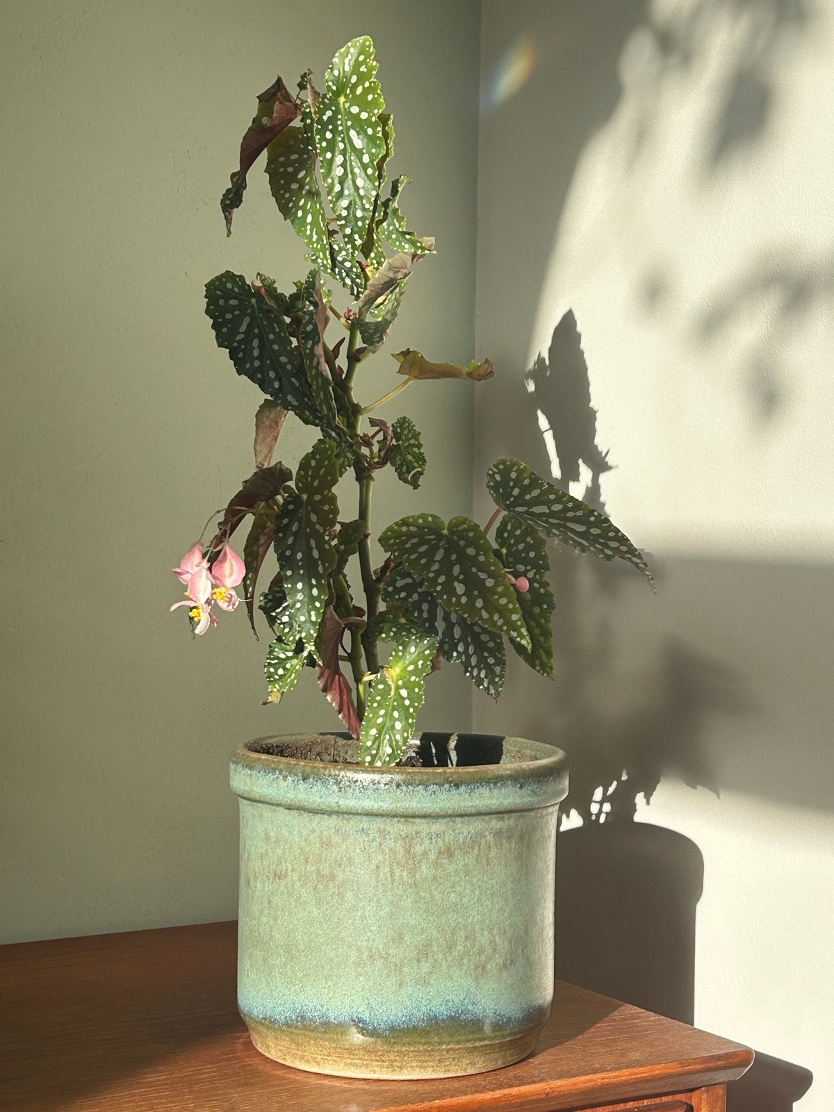 Vintage bloempot met Begonia Maculata plant, Tuin en Terras, Ophalen, Gebruikt, Rond, Binnen