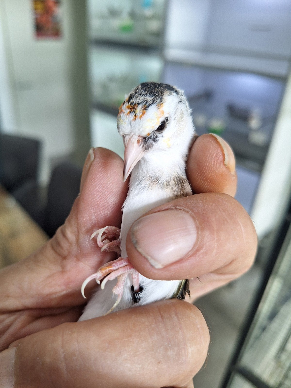 parva putter pop Scarpati 2025, Dieren en Toebehoren, Vrouwelijk, Wildzangvogel, Geringd