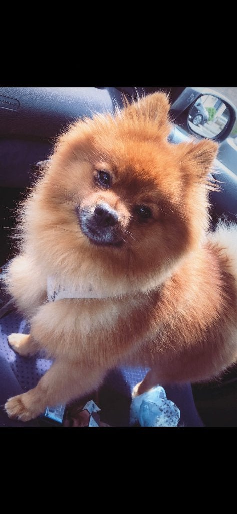 Dekreu dwergkees, Dieren en Toebehoren, Reu, Parvo, Eén hond, 3 tot 5 jaar