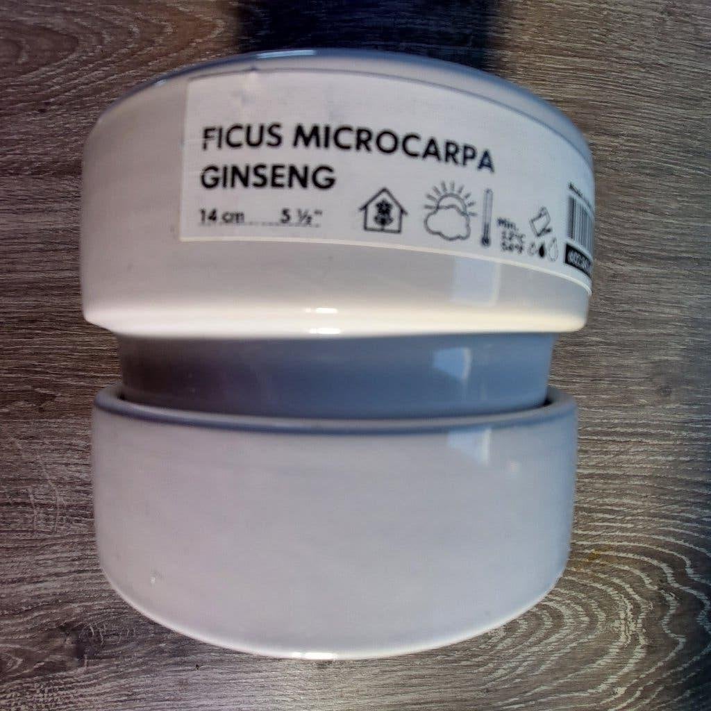Bloempot Ficus Microcarpa Ginseng, Rond, Ophalen of Verzenden, Aardewerk, Minder dan 40 cm