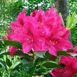 Rhododendrons, Ophalen, Lente, Overige soorten, Halfschaduw