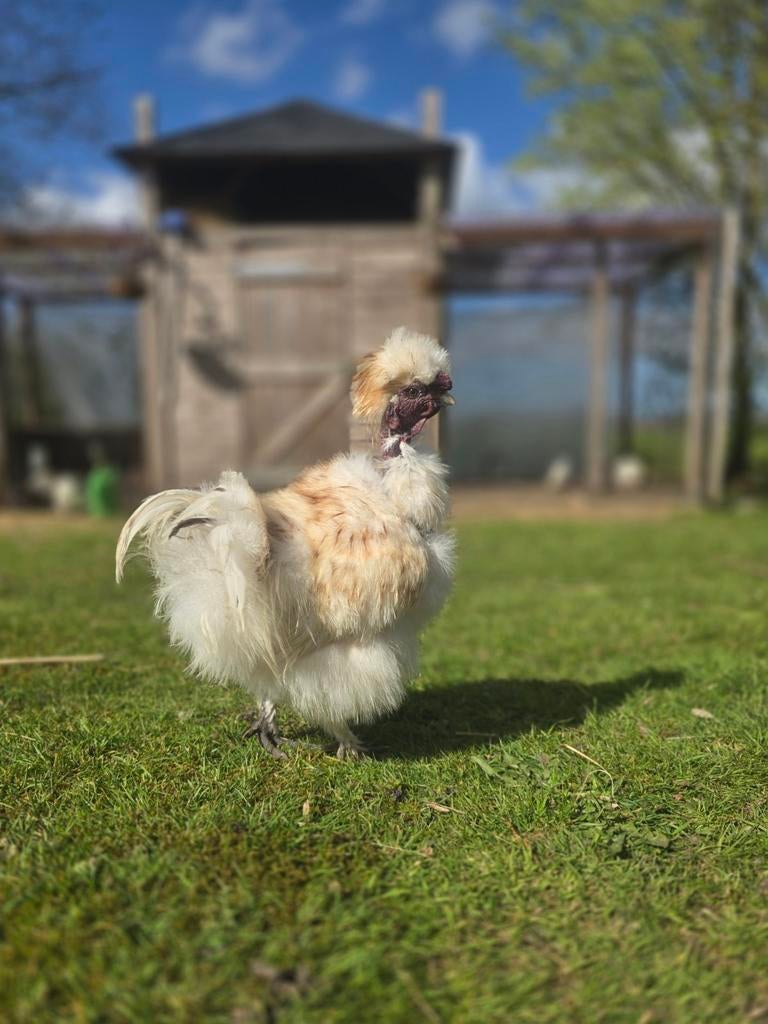 Prachtige Lieve Amerikaanse Zijdehoender/USA silkie Haan., Mannelijk, Kip