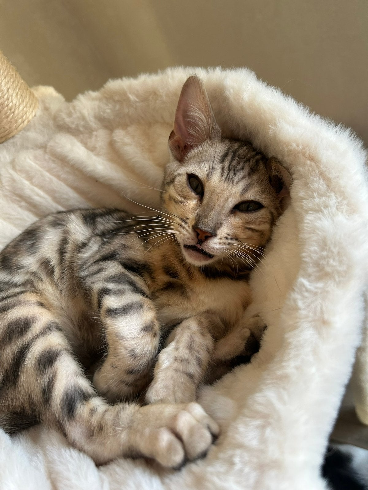 Bengaal kitten, Kater, Gechipt, 0 tot 2 jaar